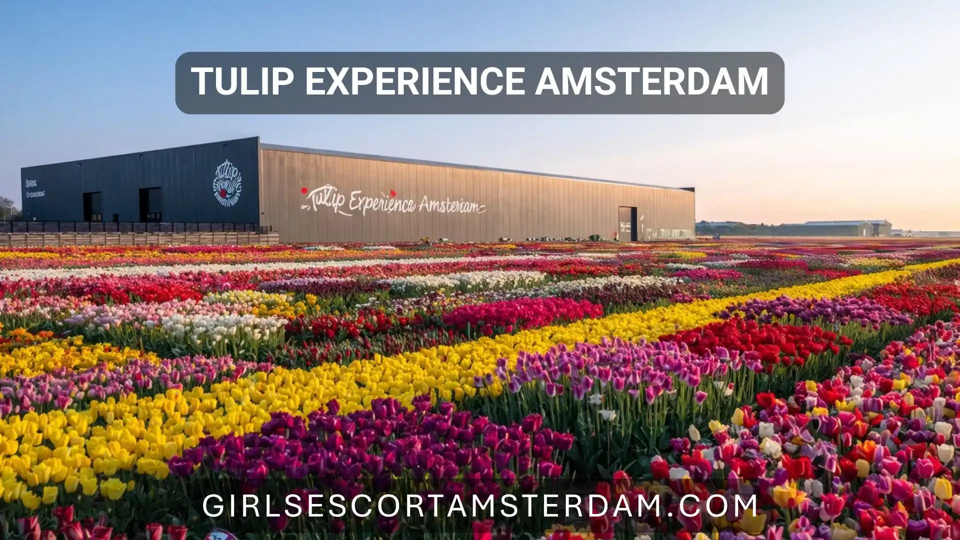 Chase Tulip Season Near Amsterdam